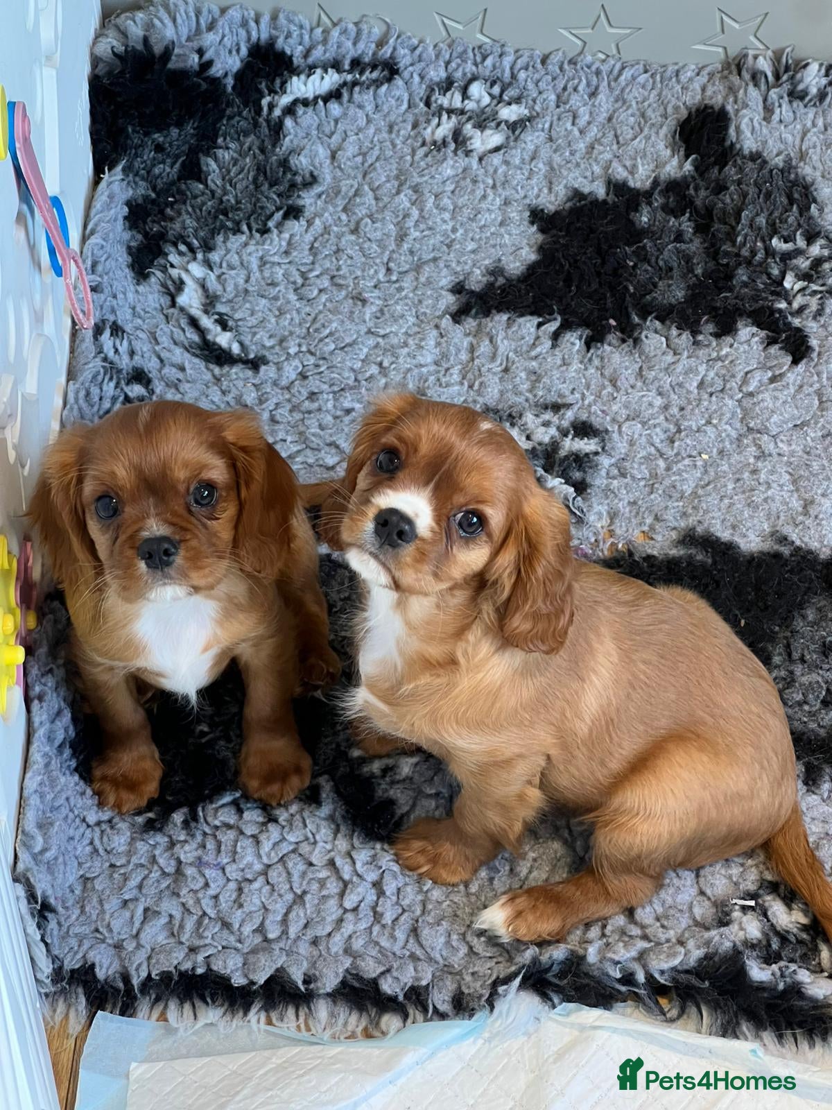 Cavalier King Charles Spaniel dogs KC REG HEALTH TESTED CAVALIER PUPPIES - Advert 1