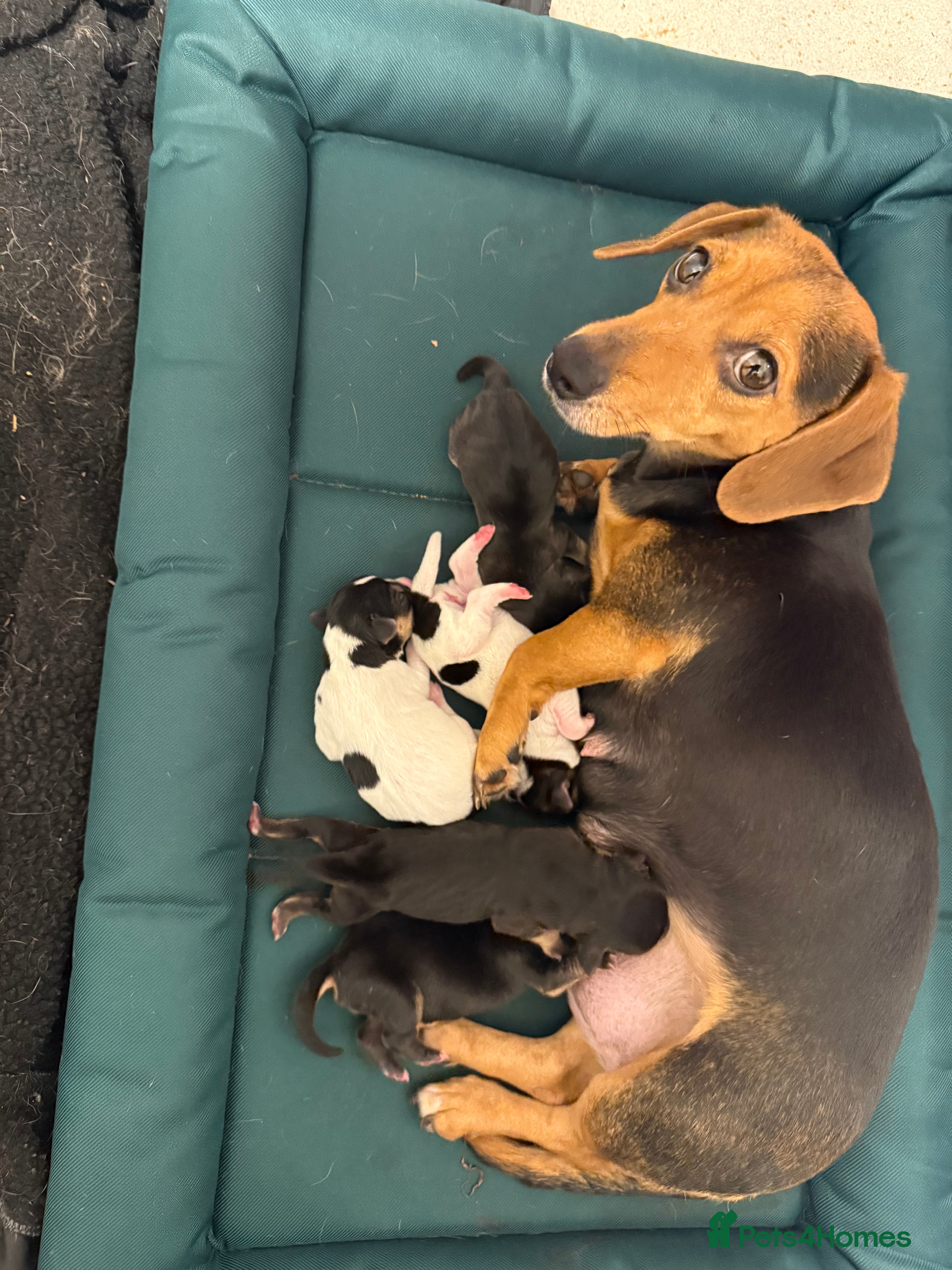 Mixed Breed dogs 5 beauties  - Advert 1