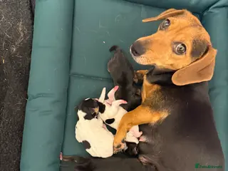 Mixed Breed dogs 5 beauties - Advert 1