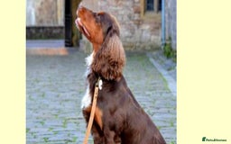 Cocker Spaniel dogs for sale: Stunning Working Cocker Puppies - Image 5