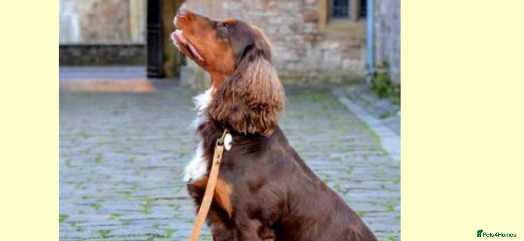 Cocker Spaniel dogs for sale: Stunning Working Cocker Puppies - Image 5