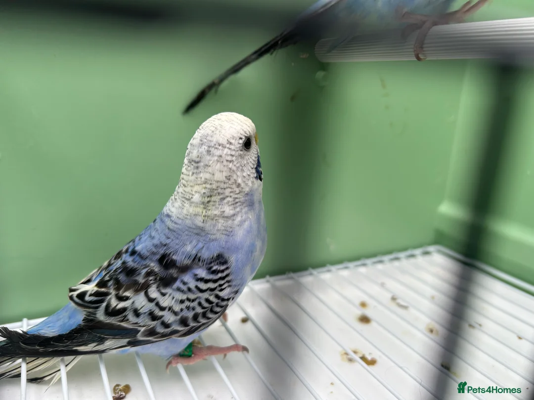 Budgerigars birds for sale: Budgies for Sale  - Advert 4