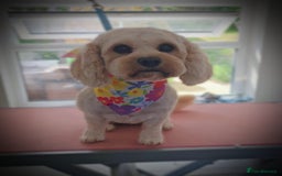 Cavachon dogs for sale: 1 lovely boy left - Image 7