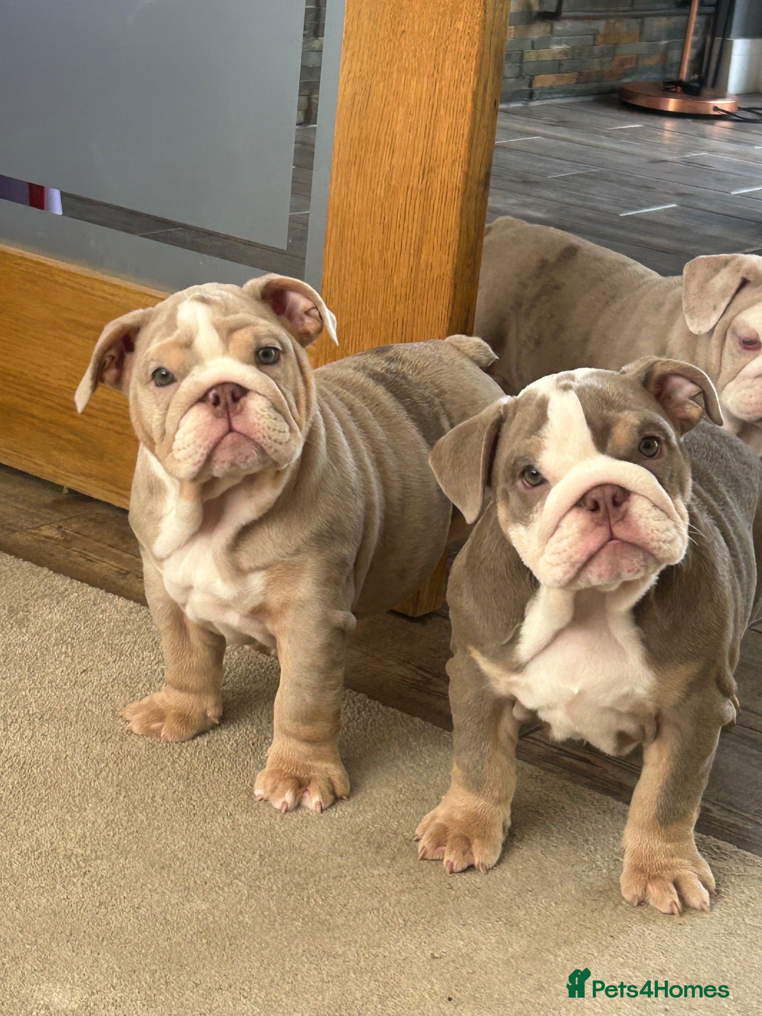 English Bulldog dogs Ready to go!!KC Registered English Bulldogs  - Advert 1