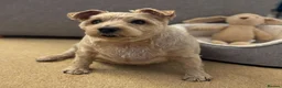 Norfolk Terrier dogs for adoption: KC - Norfolk Terrier for Adoption in Bristol - Advert 5