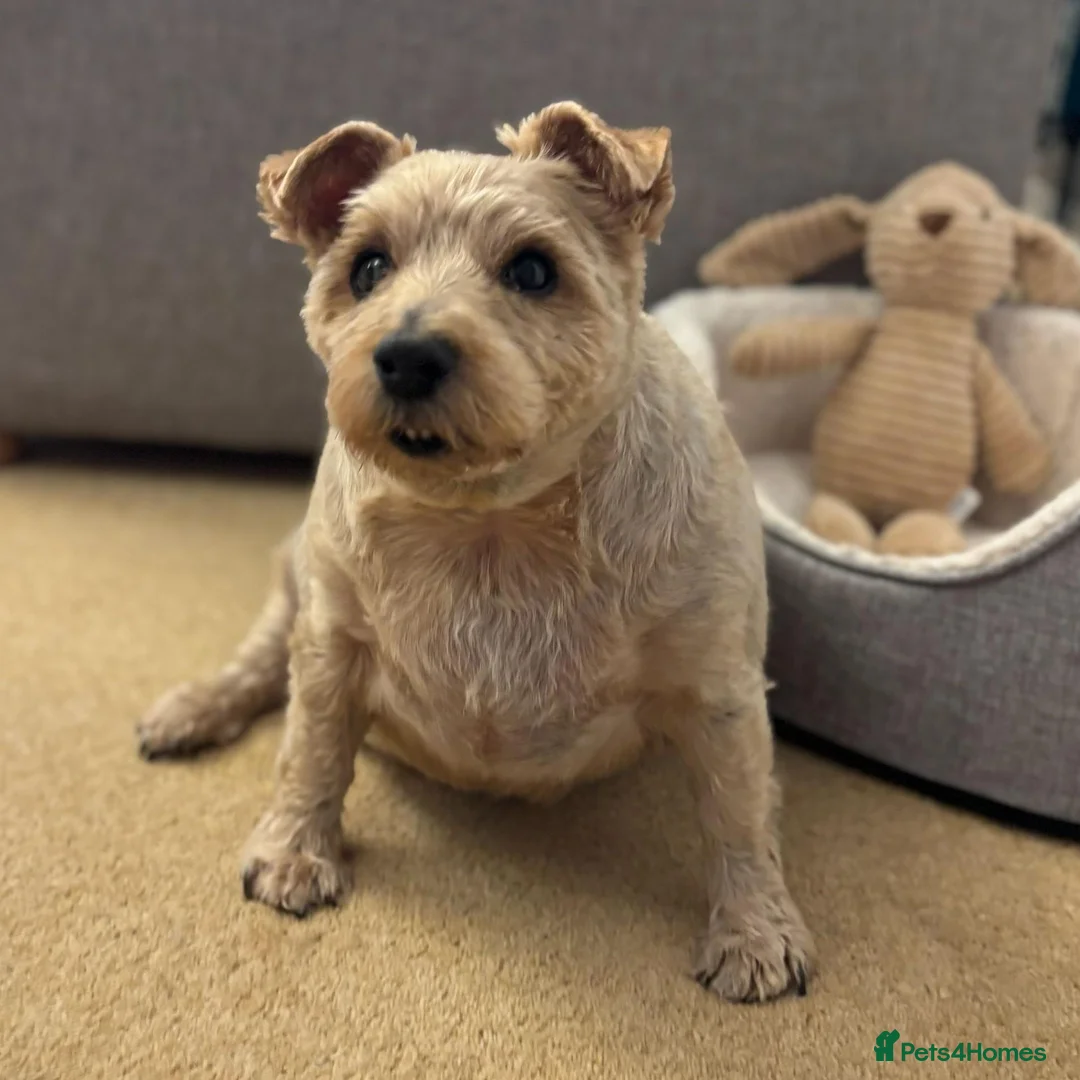 Norfolk Terrier dogs for adoption: KC - Norfolk Terrier for Adoption in Bristol - Advert 5