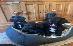 Springador dogs for sale: Beautiful Springador Puppies  - Advert 2