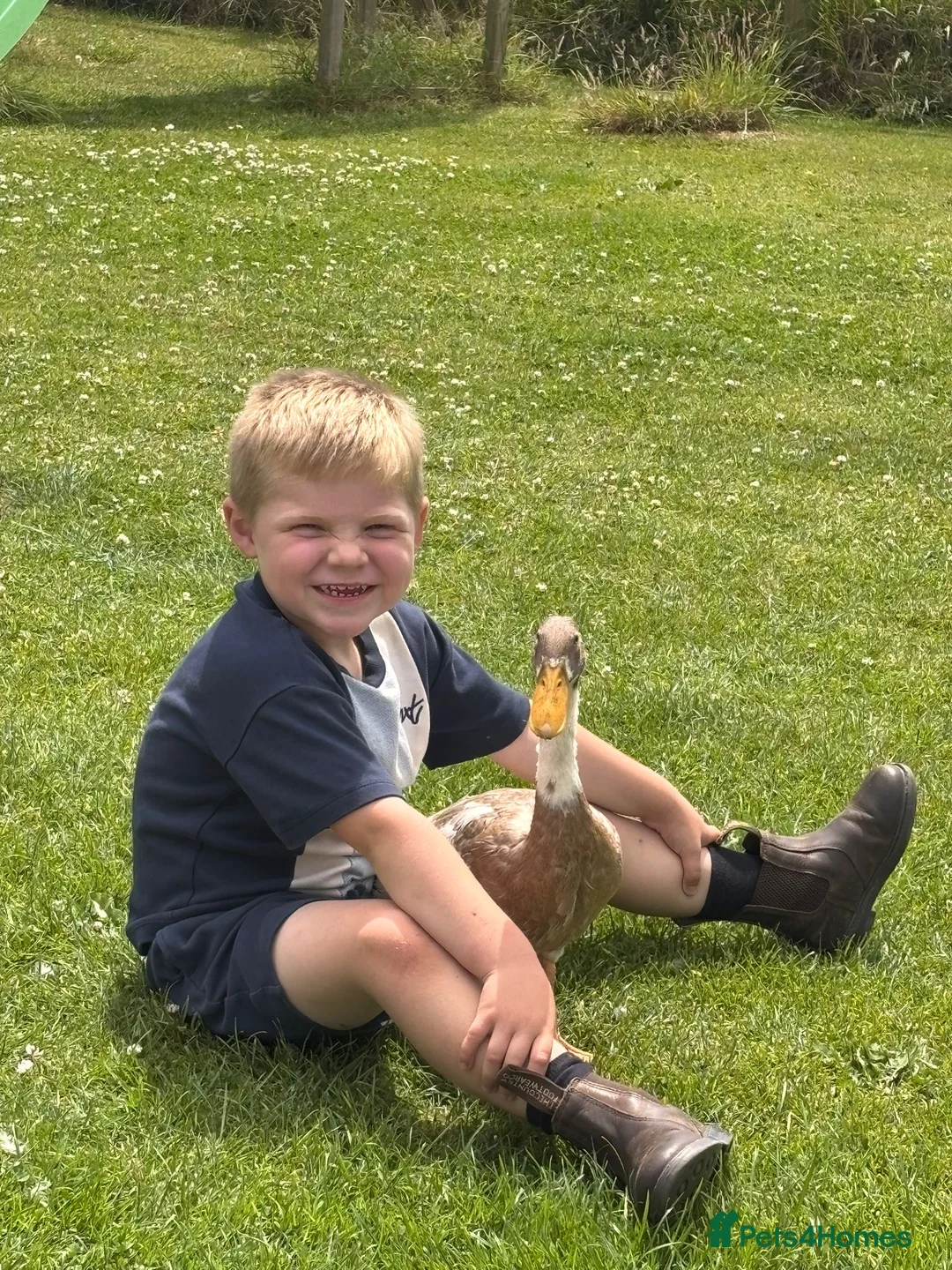 Ducks poultry for sale: Indian Runner Ducks  - Advert 3