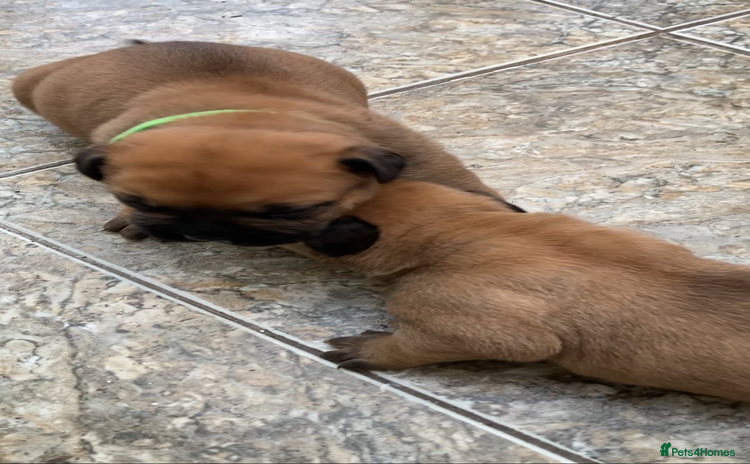 Bullmastiff dogs Bullmastiff puppies for sale - Advert 16