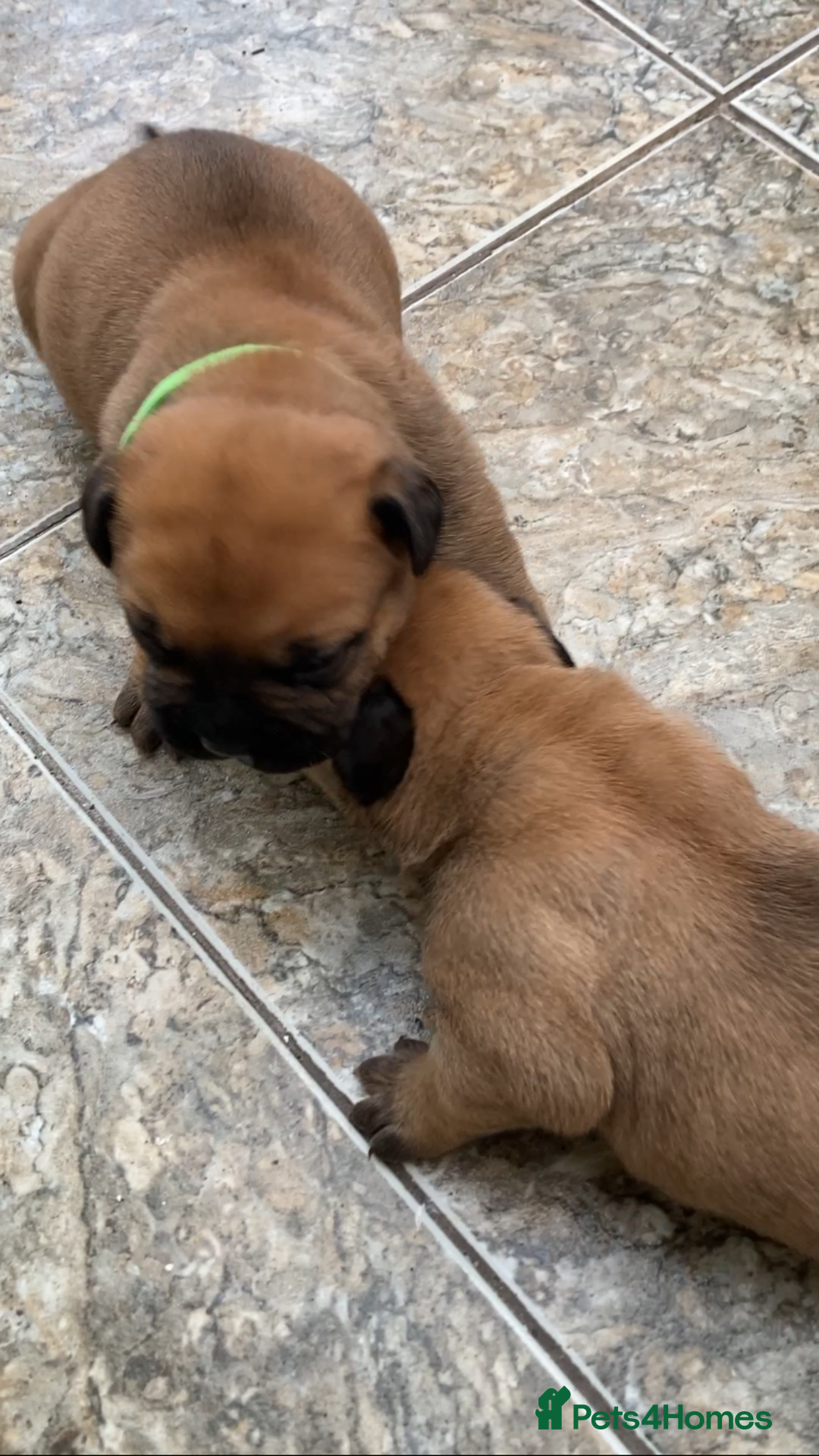 Bullmastiff dogs for sale: Bullmastiff puppies for sale - Advert 8