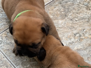 Bullmastiff dogs Bullmastiff puppies for sale - Advert 17