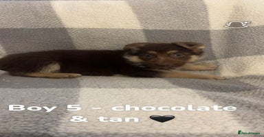 German Shepherd dogs Beautiful litter of coloured German shepherds!  - Advert 1