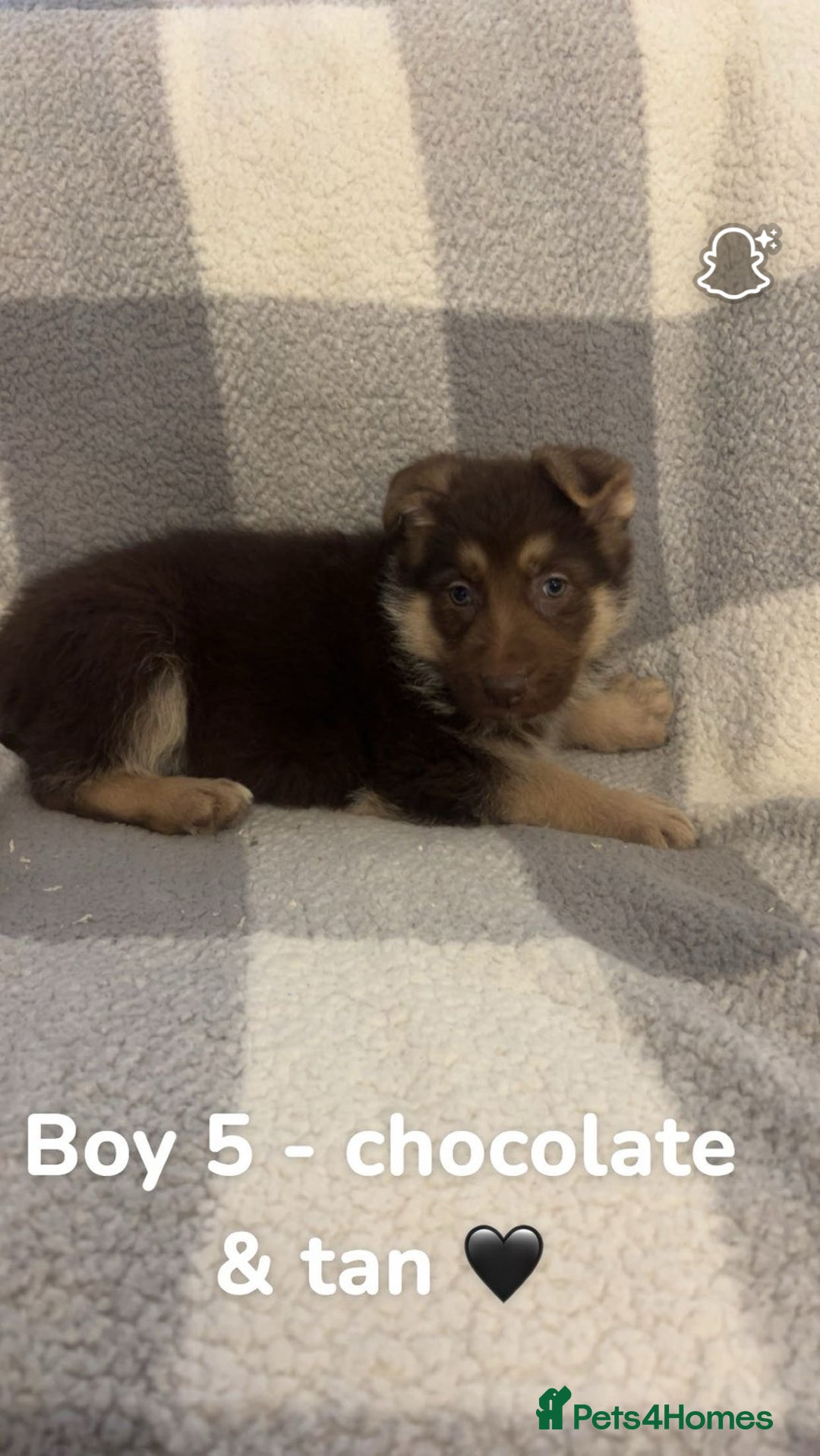 German Shepherd dogs for sale: Beautiful litter of coloured German shepherds!  - Advert 2
