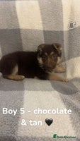 German Shepherd dogs Beautiful litter of coloured German shepherds! - Advert 7