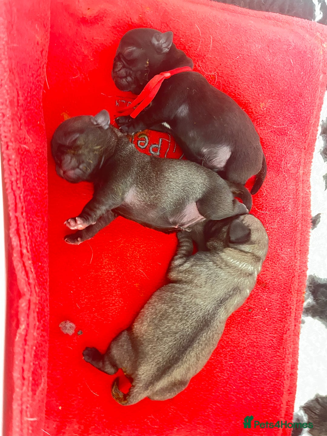 Pug dogs for sale: 2 Beautiful KC registered pug girls - Image 2