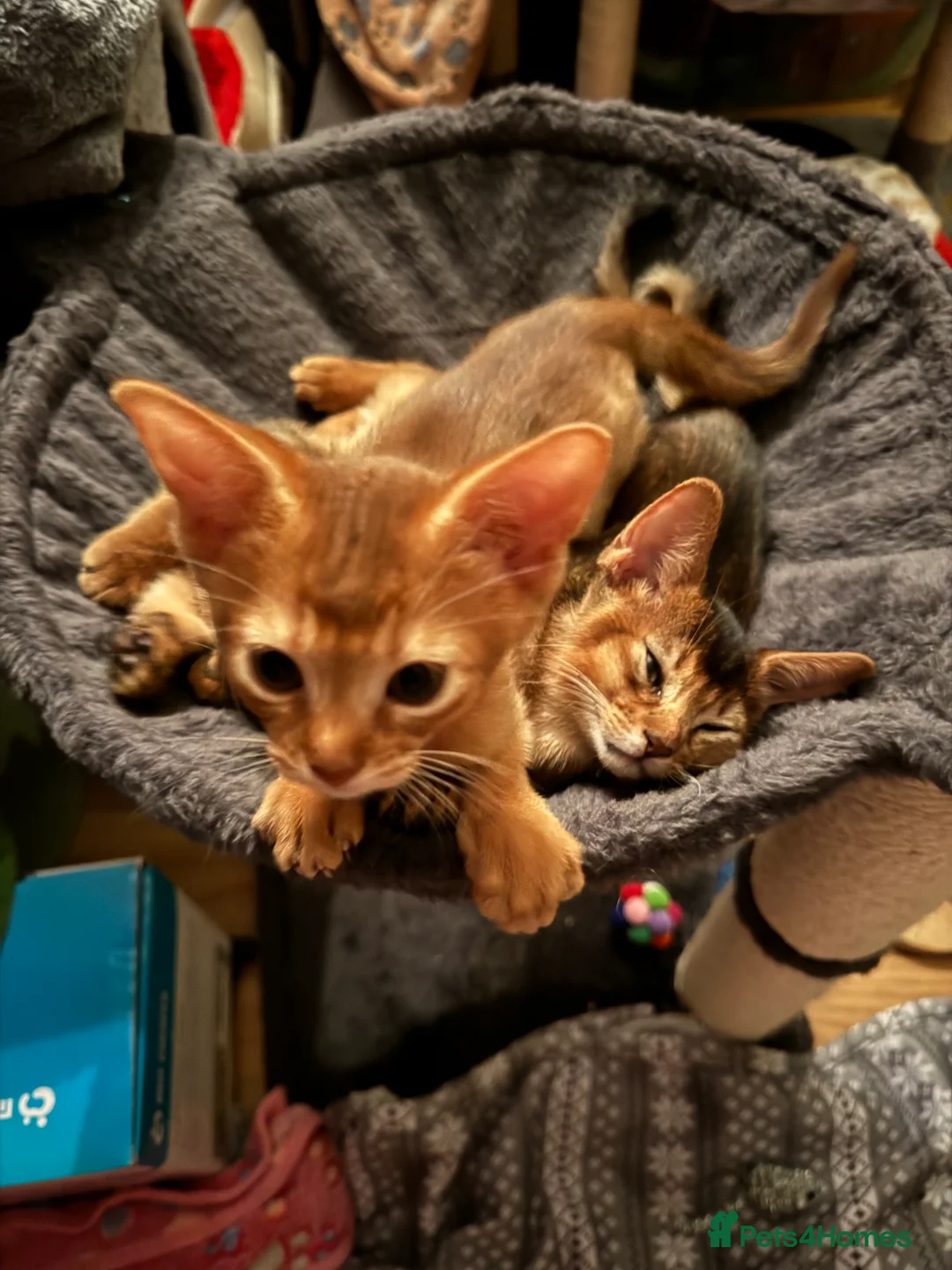 Abyssinian cats for sale: Abyssinian kittens looking for forever homes - Advert 15