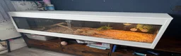 Bearded Dragon reptiles for sale: Bearded dragon  in Bristol - Advert 4