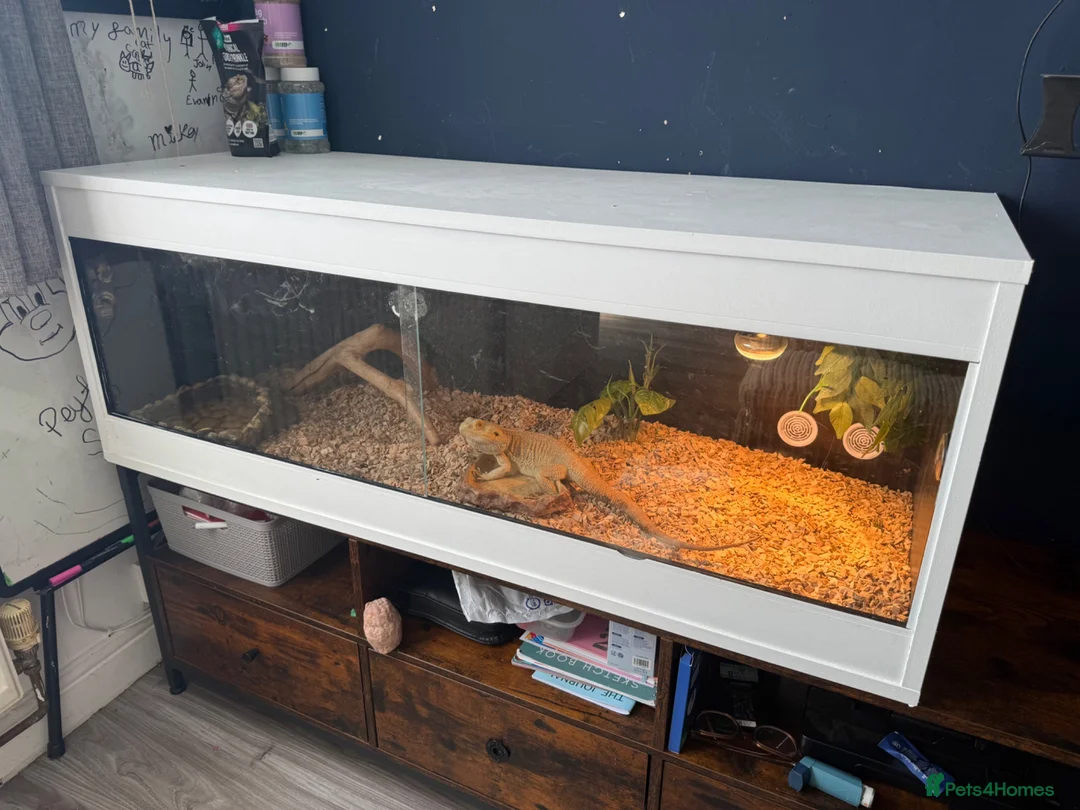 Bearded Dragon reptiles for sale: Bearded dragon  in Bristol - Advert 4