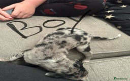 Lurcher dogs for sale: Collie,whippet,greyhound/saluki,bull,greyhound  - Image 7