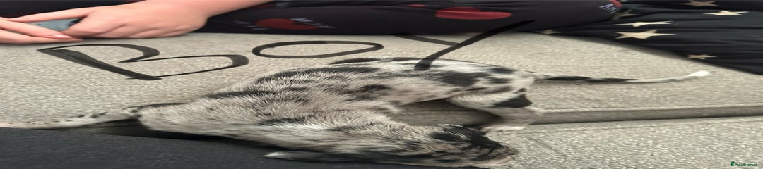 Lurcher Puppy 6