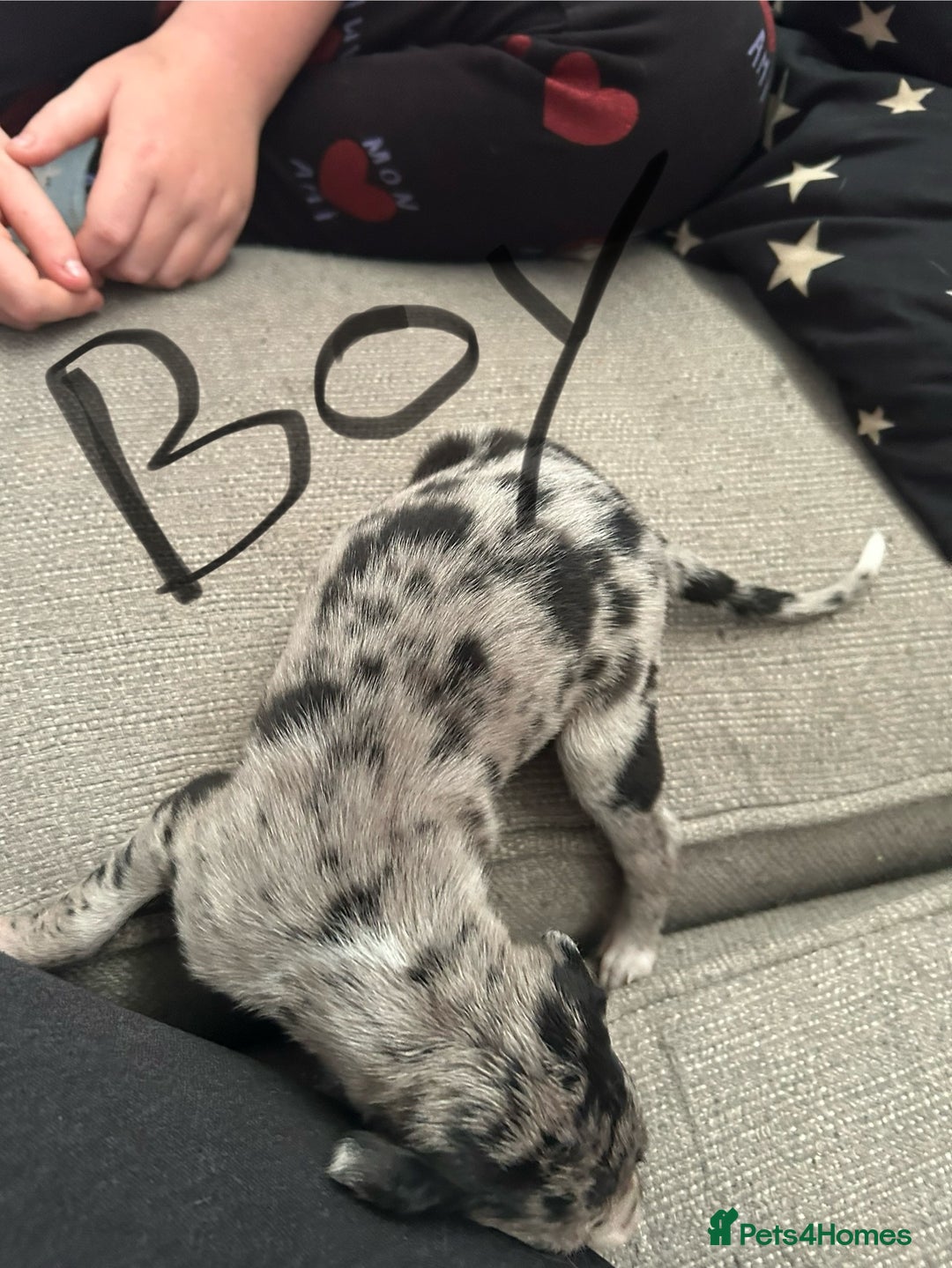 Lurcher dogs for sale: Collie,whippet,greyhound/saluki,bull,greyhound  - Image 7