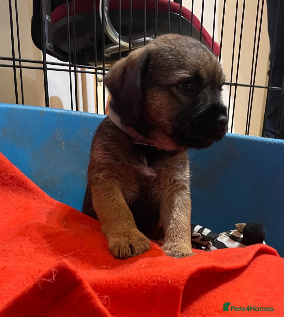Border Terrier dogs for sale: Border terrier puppies  - Advert 5