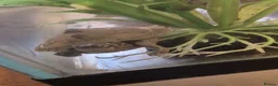 Turtle reptiles for sale: Mississipi Map Turtle-Full Set-Up in Gravesend - Advert 6