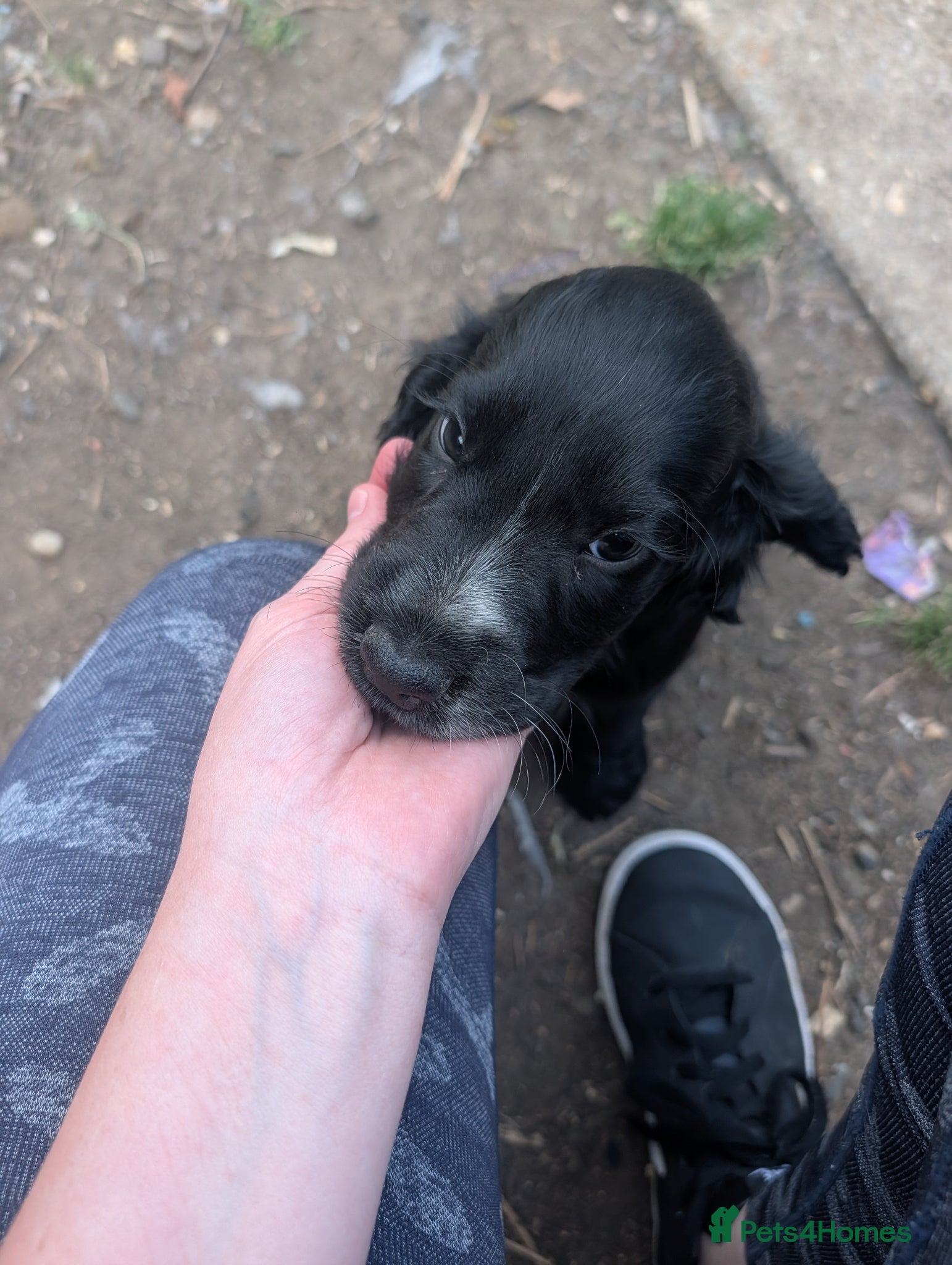 Cocker Spaniel dogs for sale: Beautiful cocker spaniel puppies  - Advert 8