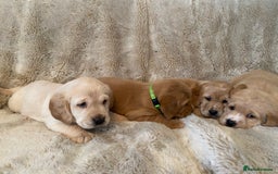 Cockerdor dogs for sale: Adorable f1 cockerdor puppies - Image 35