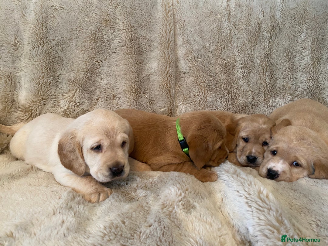 Cockerdor dogs for sale: Adorable f1 cockerdor puppies - Image 35