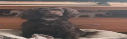 Cockapoo dogs for sale: Chocolate cockerpoos  - Advert 2