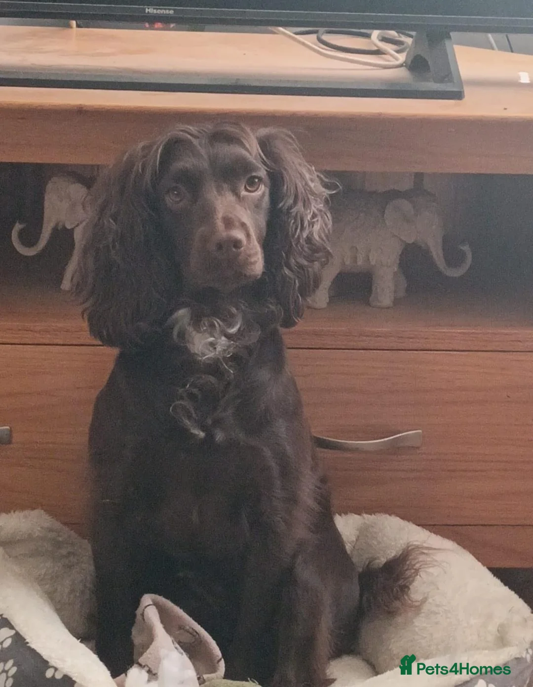 Cockapoo dogs for sale: Chocolate cockerpoos  - Advert 2