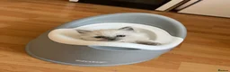 Ragdoll cats for sale: TICA registered pedigree Ragdoll kittens - Advert 23