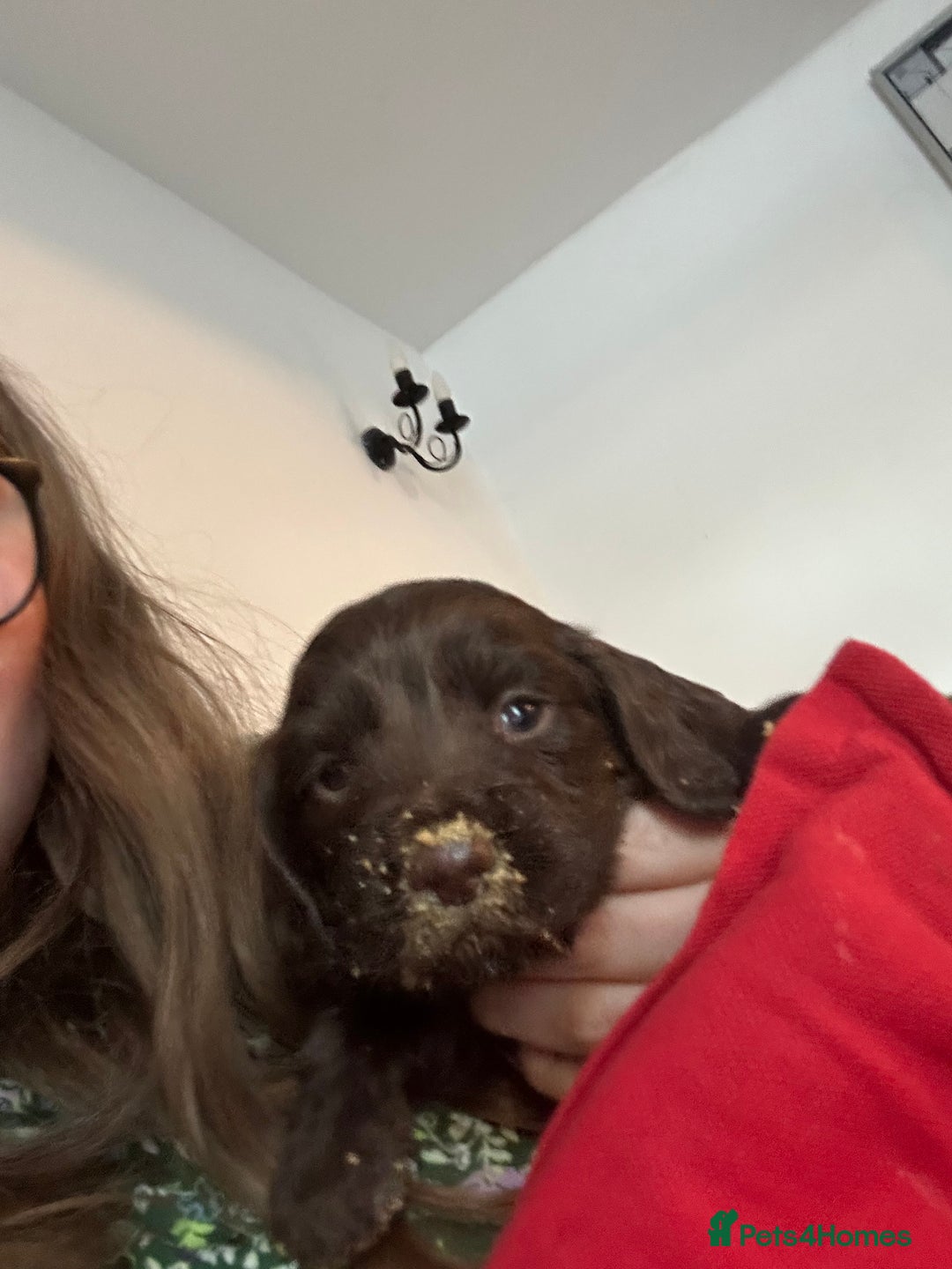 Cocker Spaniel dogs for sale: Final 2 pups in the Litter - Image 5