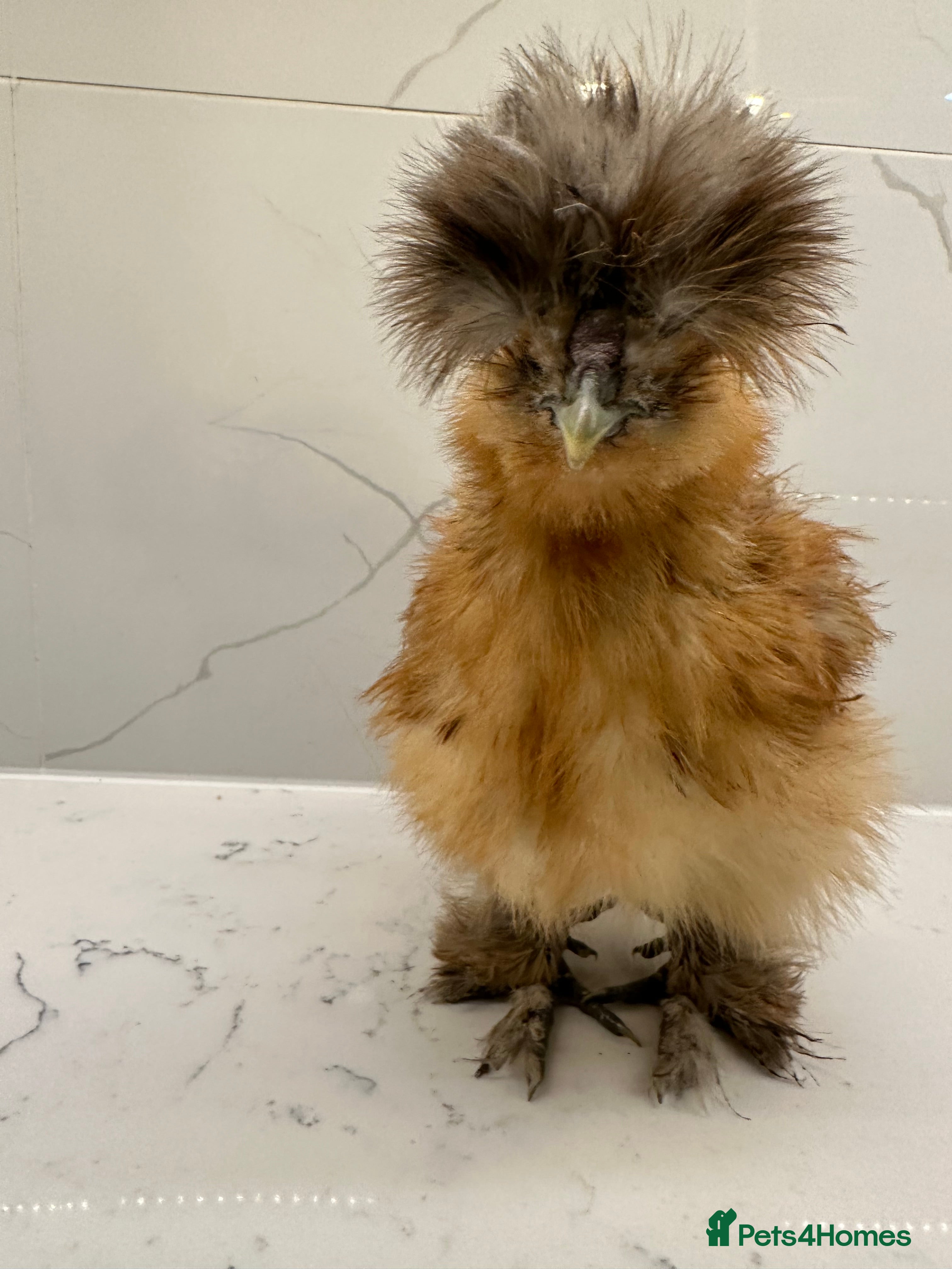 Chickens poultry Silkie, polish frizzle  looking for rehome  - Advert 10