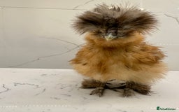Chickens poultry for sale: Silkie and polish chicken looking for rehome  - Image 1