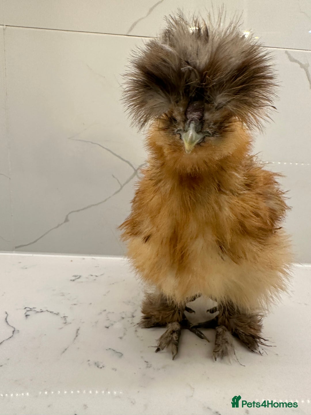 Chickens poultry for sale: Silkie and polish chicken looking for rehome  - Image 1