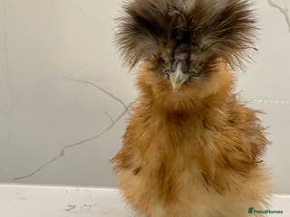 Chickens poultry Silkie, polish frizzle looking for rehome - Advert 15