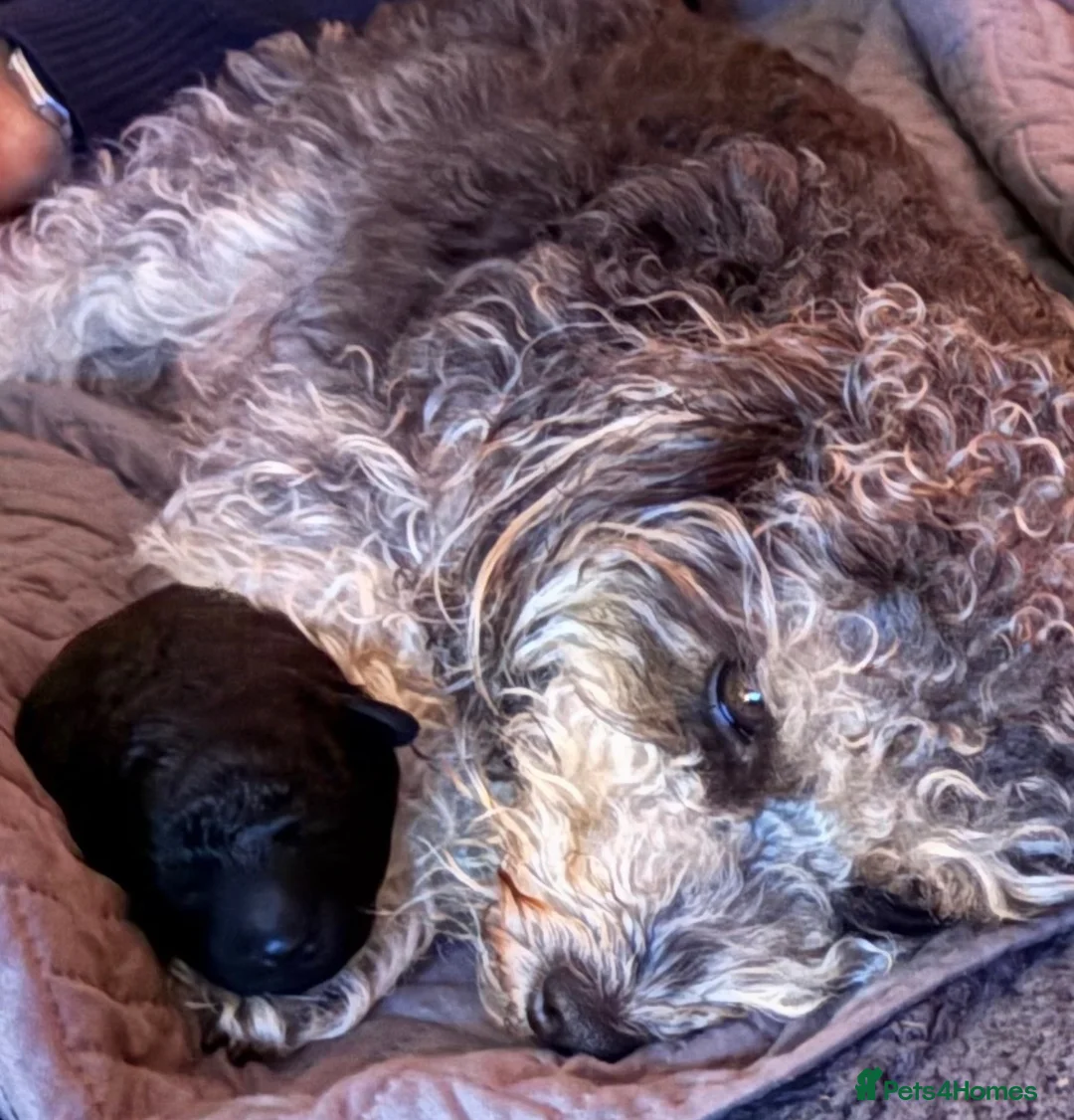 Jackapoo dogs for sale: 🐾 Beautiful F1B Jackapoo Boy – Home Reared - Advert 2