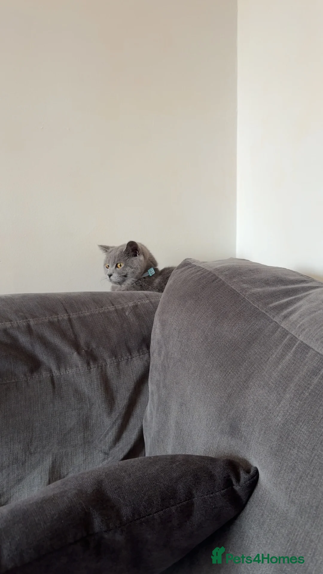 British Shorthair cats for sale: British Blue - looking for new home  - Advert 7