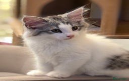 Norwegian Forest Cat cats for sale: SANNVENN Norwegian Forest Cats - Image 3