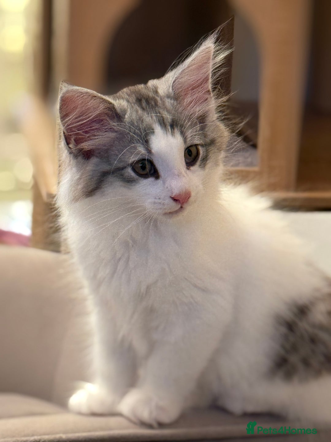 Norwegian Forest Cat cats for sale: SANNVENN Norwegian Forest Cats - Image 3