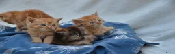 Persian cats for sale: Adorable Persian Kittens! in Edinburgh - Advert 11