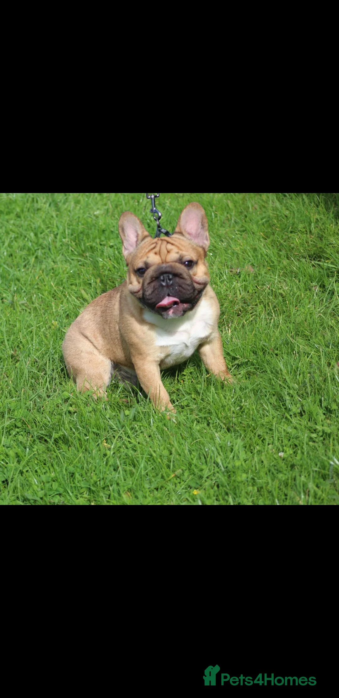 French Bulldog dogs for stud: French bulldog  in Manchester - Advert 12
