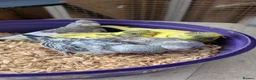 Budgerigars birds for sale: Hand tamed baby budgies for sale - Advert 6