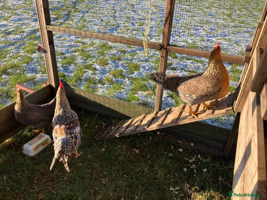 Hens poultry for sale: Trio of cream legbar for sale - Advert 3