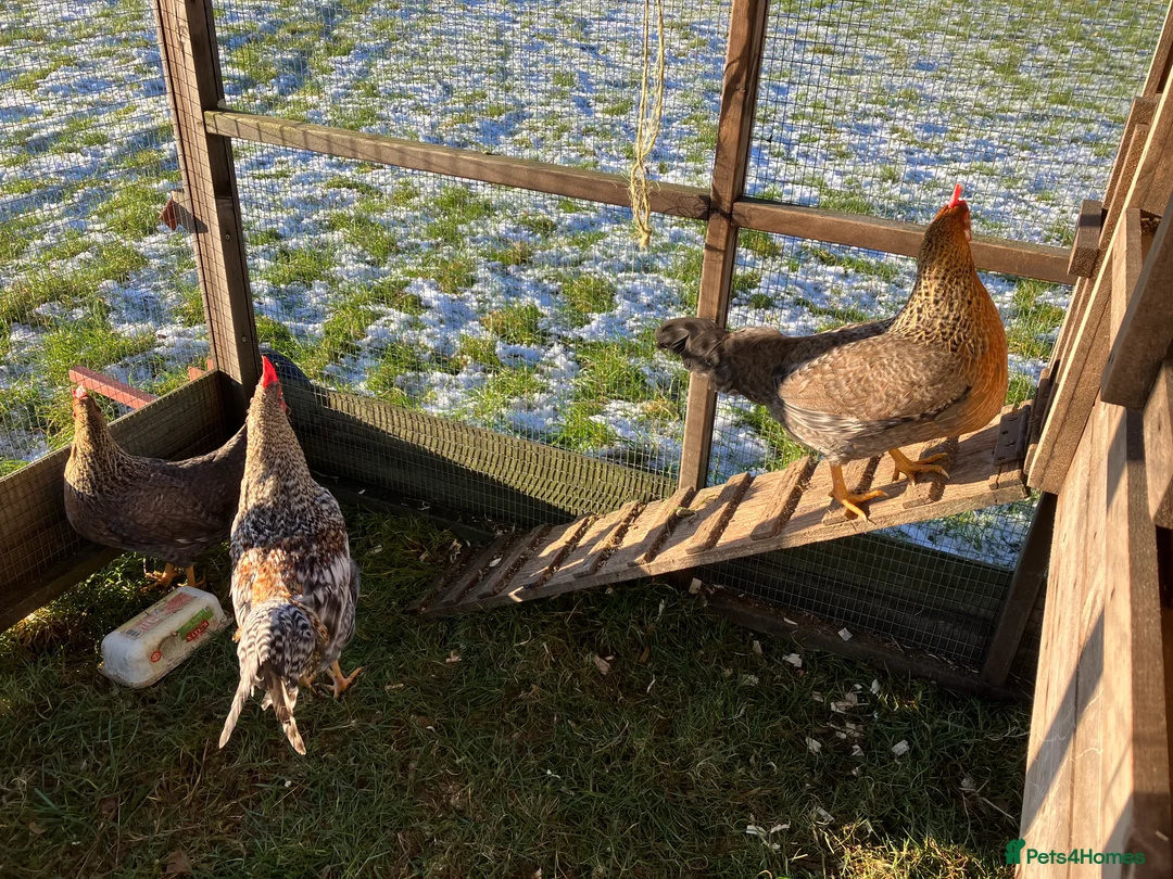 Hens poultry for sale: Trio of cream legbar for sale - Advert 3