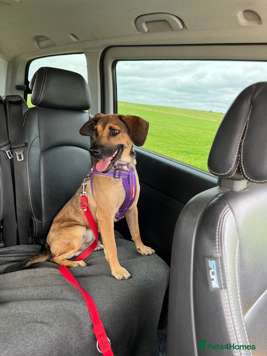 Mixed Breed dogs for adoption: Cute Dingo looking for LOVE - Image 15
