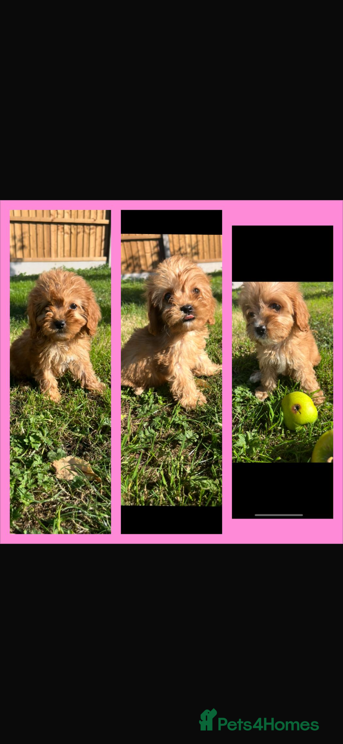 Cavapoo dogs Cavapoo F1  - Advert 1