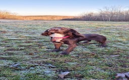 Mixed Breed dogs for sale: Beautiful Female sproker  - Image 3